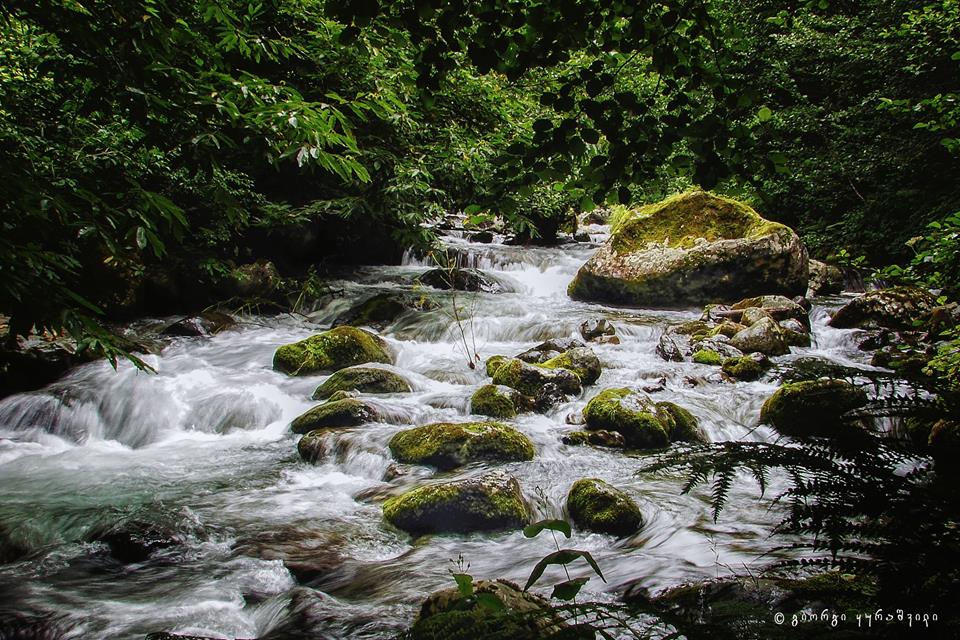 Georgian forests and wetlands to be included among UNESCO World Heritage Sites geotv.ge
